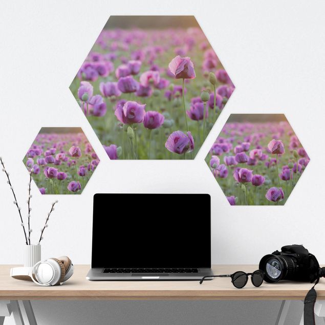 Obraz heksagonalny z Alu-Dibond - Fioletowa łąka z makiem opium wiosną