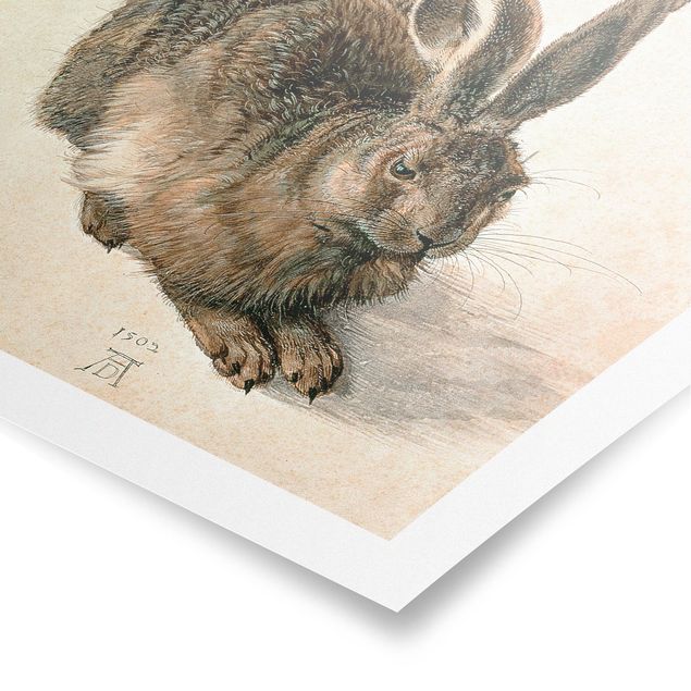 Zwierzęta obrazy Albrecht Dürer - Młody zając szarak
