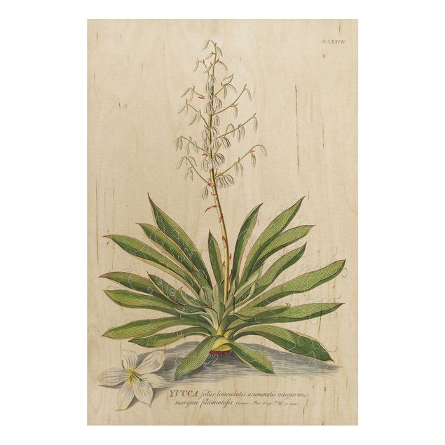 Obrazy na ścianę Vintage Botanika Ilustracja Yucca
