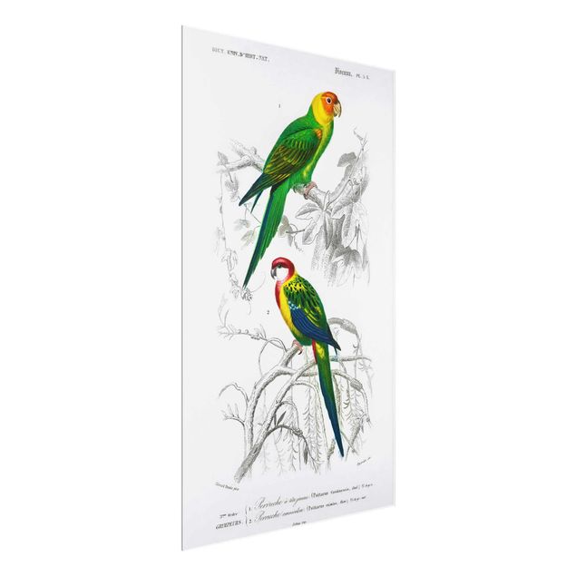 Obrazy do salonu Tablica edukacyjna w stylu vintage Dwie papugi Zielona Czerwona
