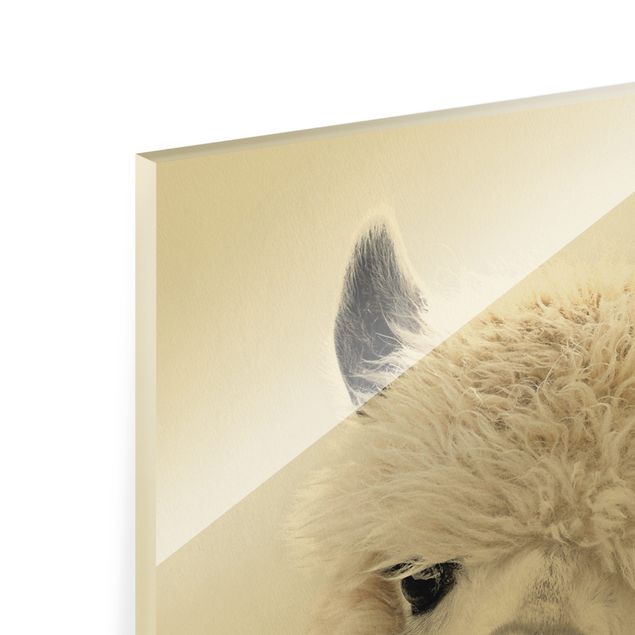 Obraz na szkle - Portret alpaki