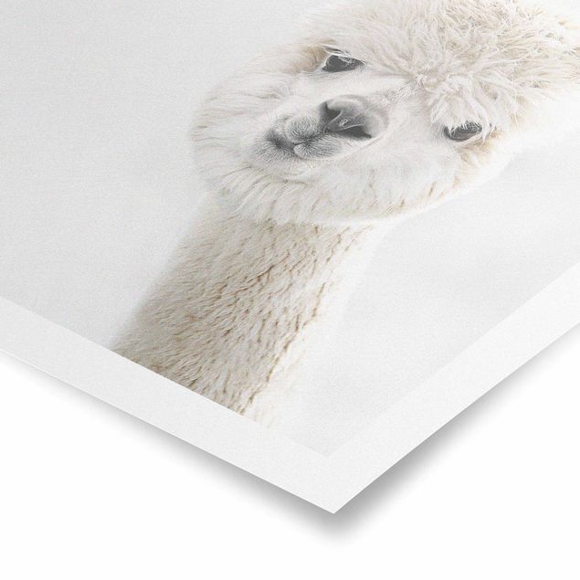 Obrazy ze zwierzętami Portret alpaki