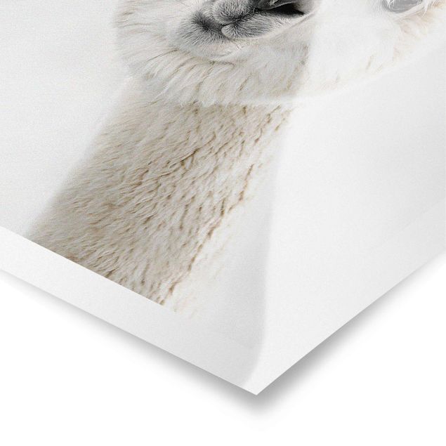 Plakat o zwierzętach Portret alpaki
