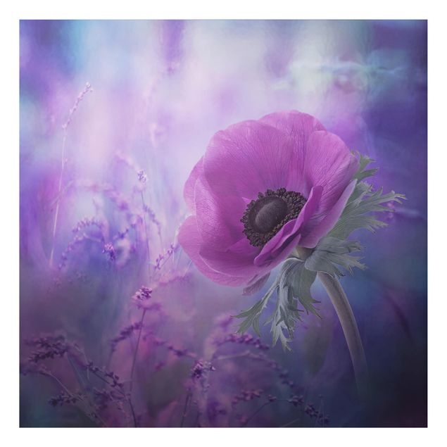 Obrazy do salonu Kwiat anemonu w kolorze fioletowym
