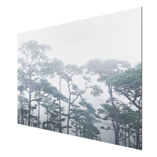 Obrazy nowoczesny Wierzchołki drzew we mgle
