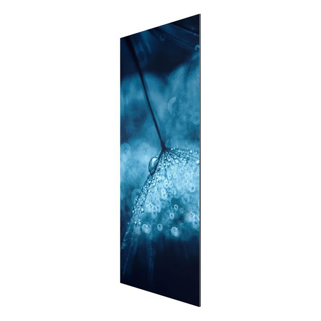 Obrazy nowoczesne Błękitny mniszek lekarski w deszczu
