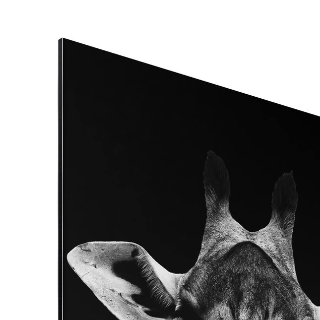 Obrazy żyrafa Portret ciemnej żyrafy