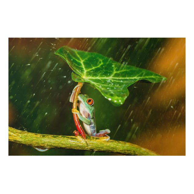 Dekoracja do kuchni Żaba w deszczu