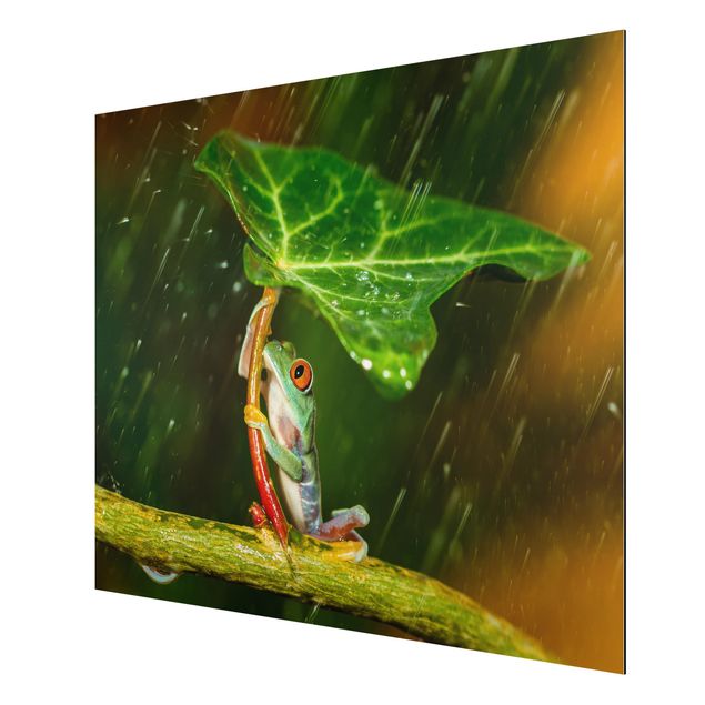 Obrazy nowoczesne Żaba w deszczu