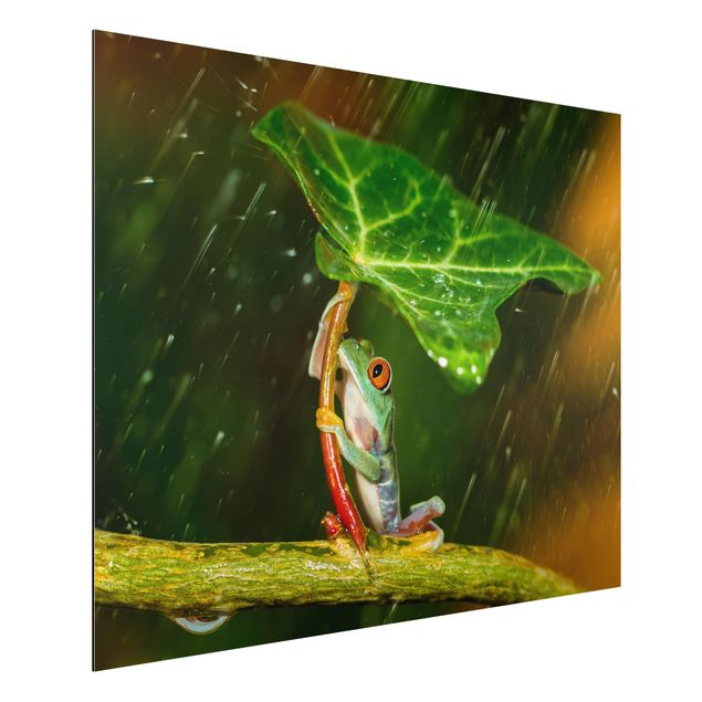 Obrazy do salonu Żaba w deszczu