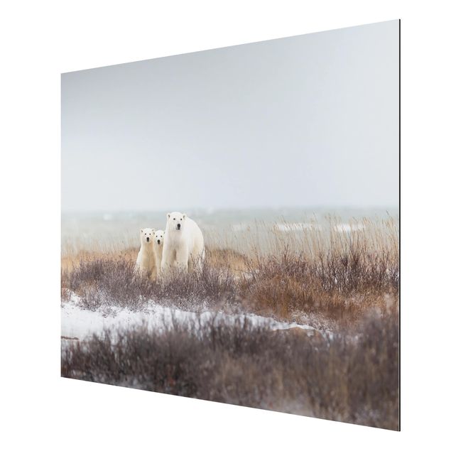 Nowoczesne obrazy do salonu Niedźwiedzica polarna i jej młode