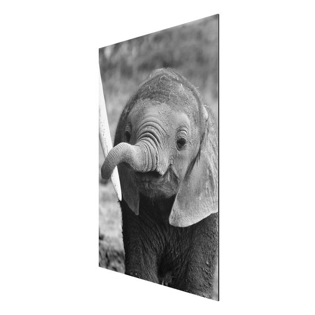 Obrazy nowoczesny Baby słoń