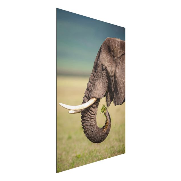Nowoczesne obrazy do salonu Karmienie słoni w Afryce