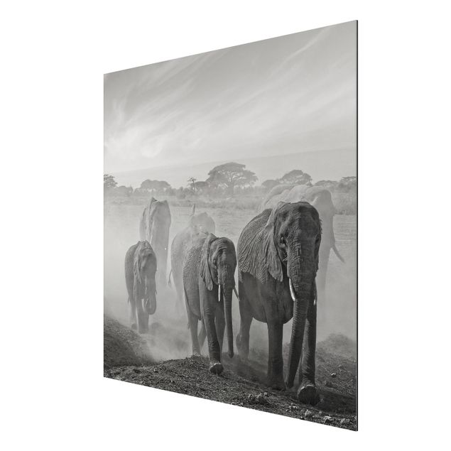 Nowoczesne obrazy Stado słoni