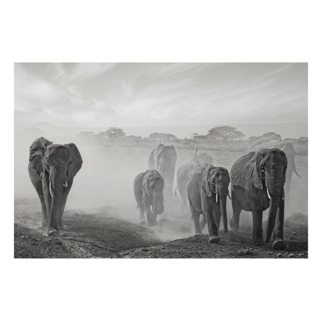 Obrazy do salonu nowoczesne Stado słoni
