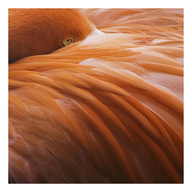 Obrazy do salonu Pióra flaminga