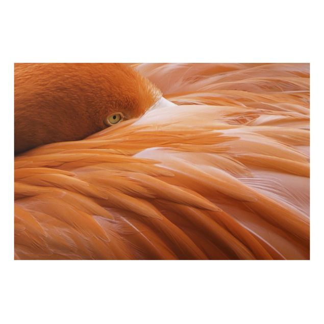 Obrazy do salonu Pióra flaminga