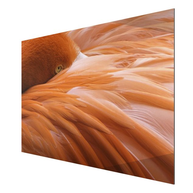 Obrazy nowoczesne Pióra flaminga