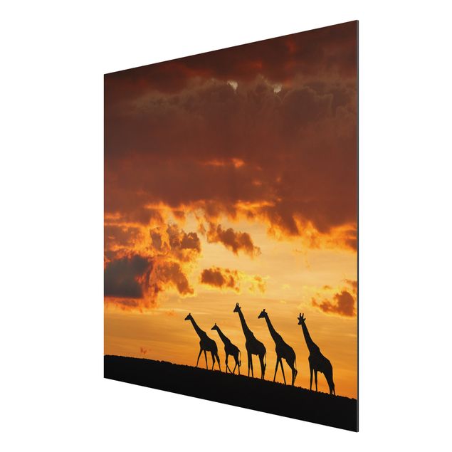 Obrazy nowoczesne Pięć żyraf