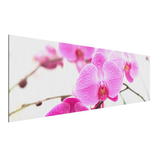 Obrazy orchidea Storczyk z bliska