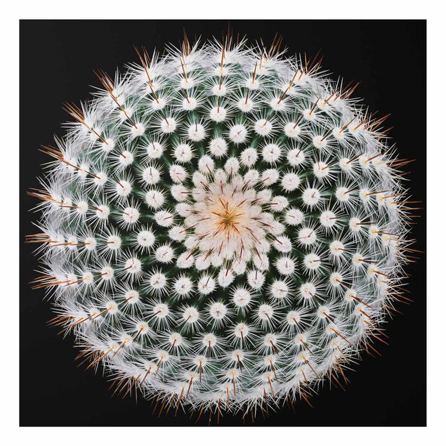 Obrazy do salonu Kwiat kaktusa