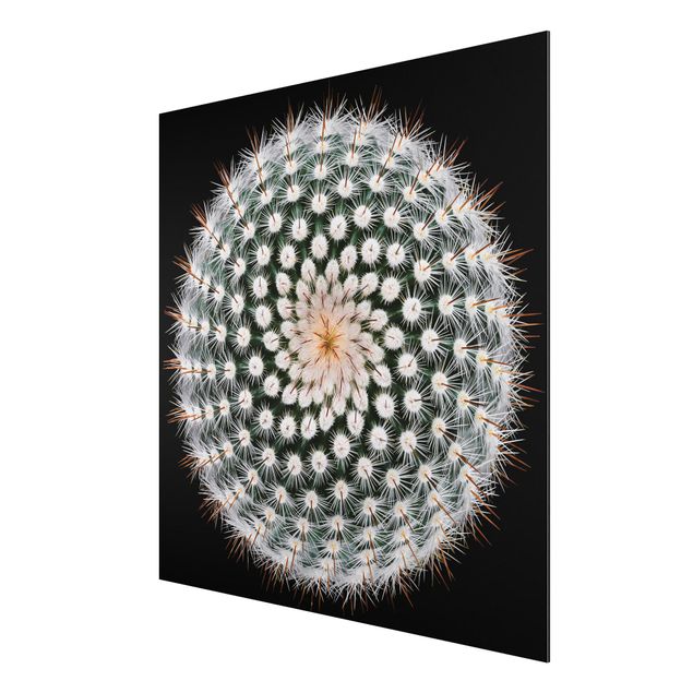 Obrazy nowoczesne Kwiat kaktusa