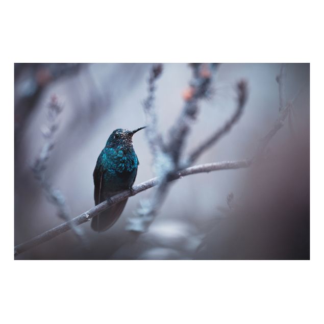 Obrazy do salonu nowoczesne Koliber w zimie