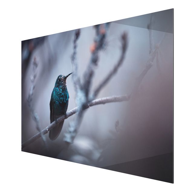 Nowoczesne obrazy Koliber w zimie