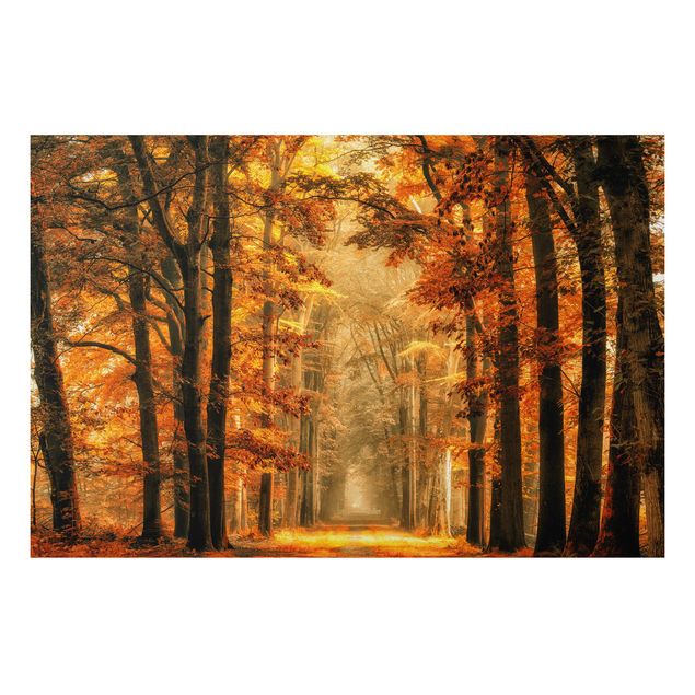 Obrazy do salonu nowoczesne Bajkowy las jesienią