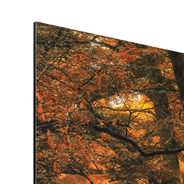 Obrazy krajobraz Bajkowy las jesienią