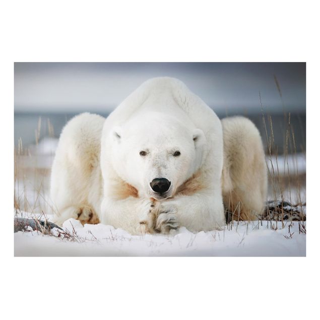 Obrazy miś Przemyślany niedźwiedź polarny