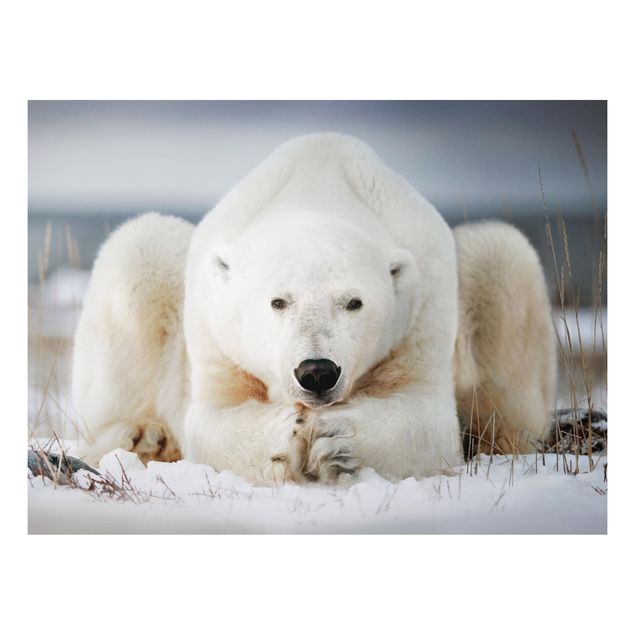 Obrazy miś Przemyślany niedźwiedź polarny