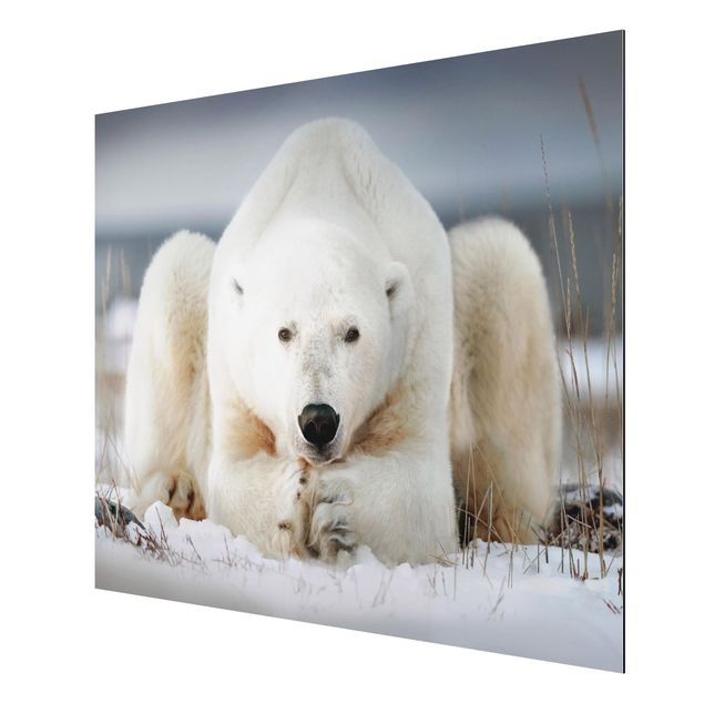 Obrazy do salonu nowoczesne Przemyślany niedźwiedź polarny
