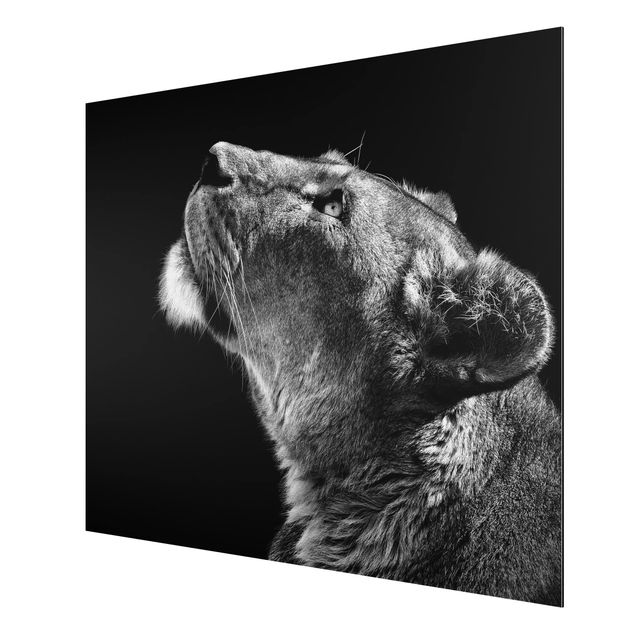 Obrazy nowoczesny Portret lwicy