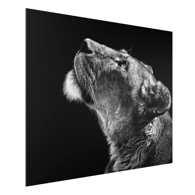Nowoczesne obrazy do salonu Portret lwicy
