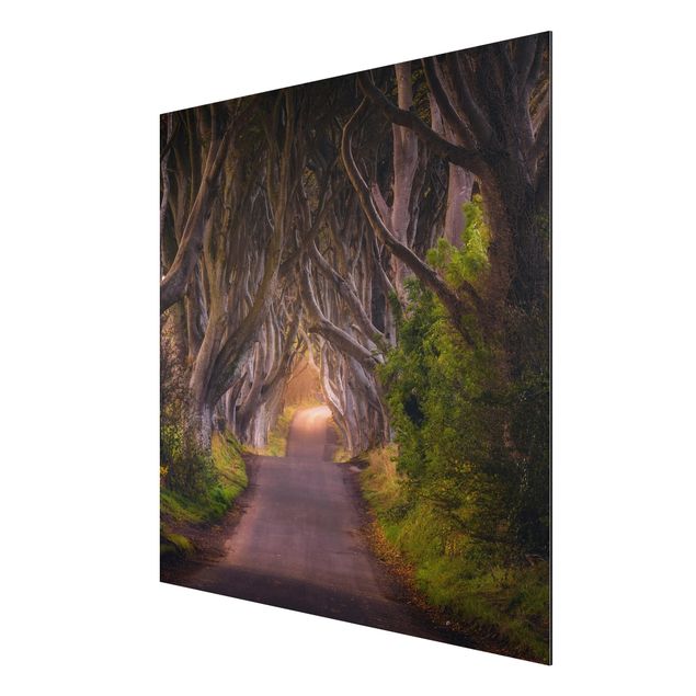 Nowoczesne obrazy Tunel z drzew