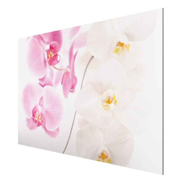 Nowoczesne obrazy do salonu Delikatne orchidee