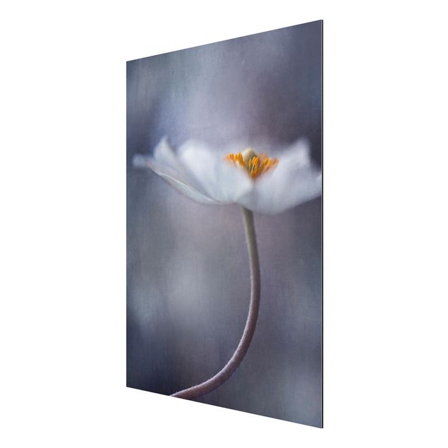 Obrazy nowoczesny Biały kwiat zawilca