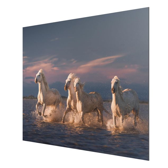 Obrazy nowoczesny Dzikie konie w Camargue