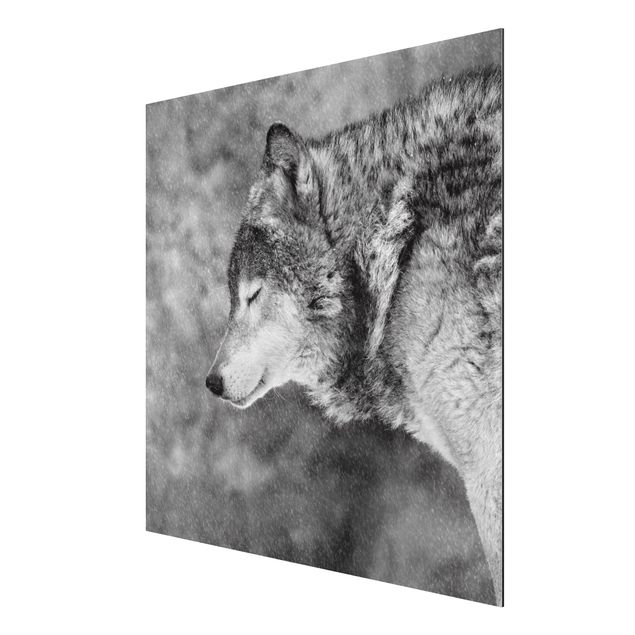 Obrazy nowoczesne Winter Wolf