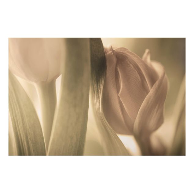 Obrazy do salonu nowoczesne Czułe tulipany