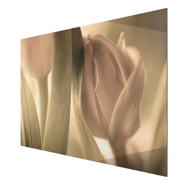 Nowoczesne obrazy Czułe tulipany