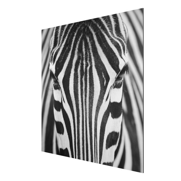 Obrazy nowoczesny Zebra Look