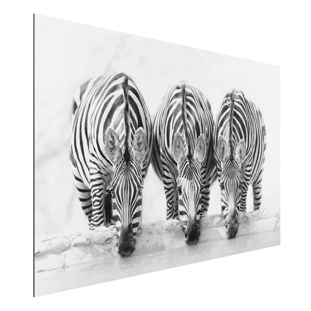 Obrazy do salonu Zebra Trio czarno-biała