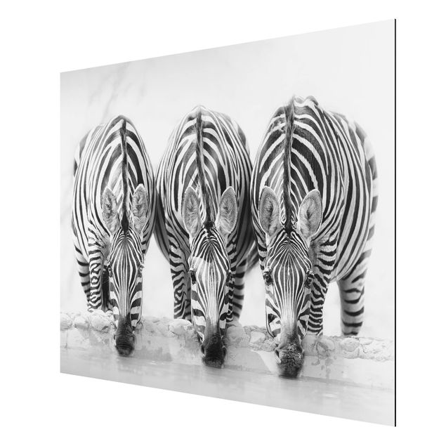 Obrazy nowoczesne Zebra Trio czarno-biała