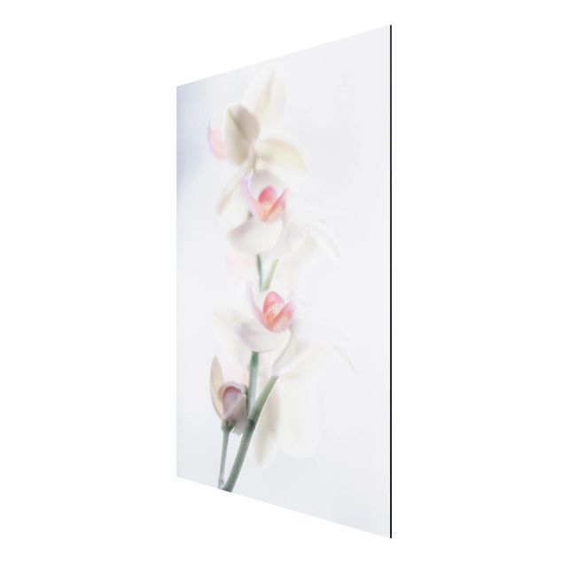 Obrazy do salonu nowoczesne Fragile Orchid