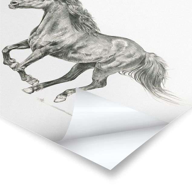 Czarno białe obrazki Badanie dzikich koni - klacz