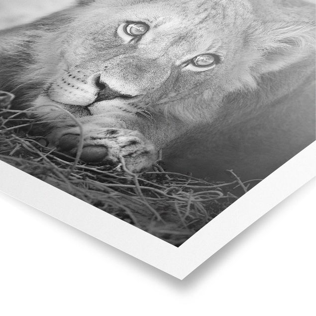 Obrazy lew Czające się lwiątko