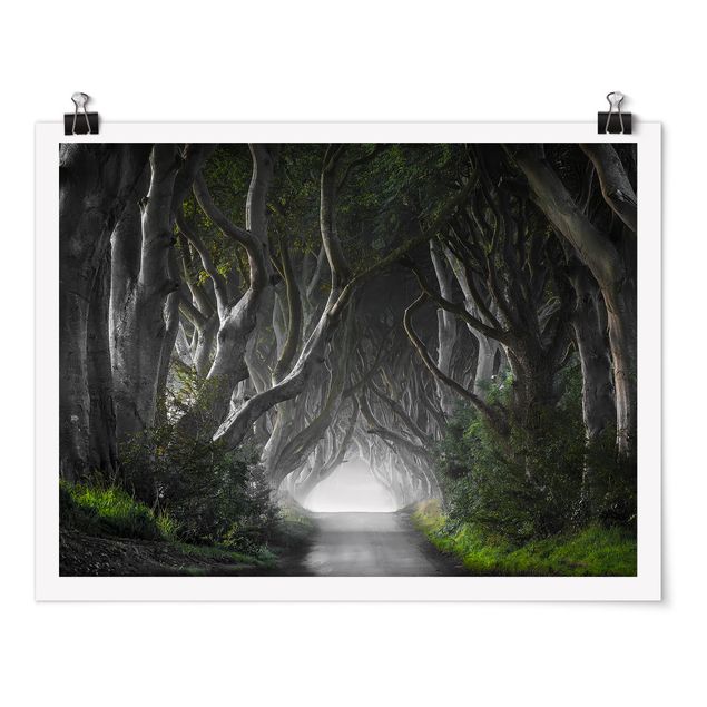 Drzewo obraz Lasy w Irlandii Północnej