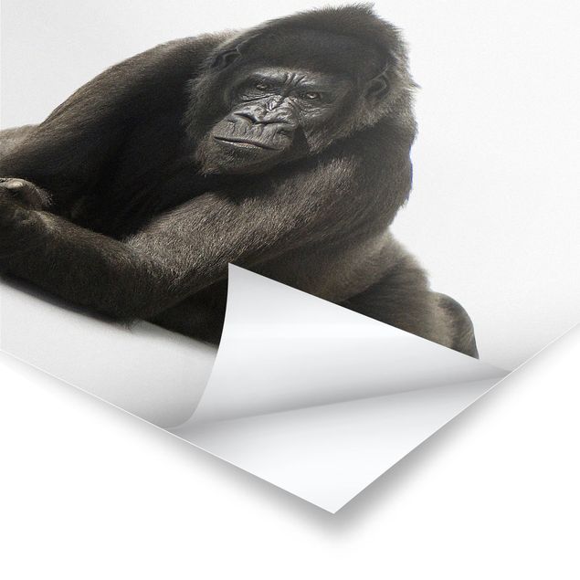 Plakaty ze zwierzętami Recumbent Gorilla II